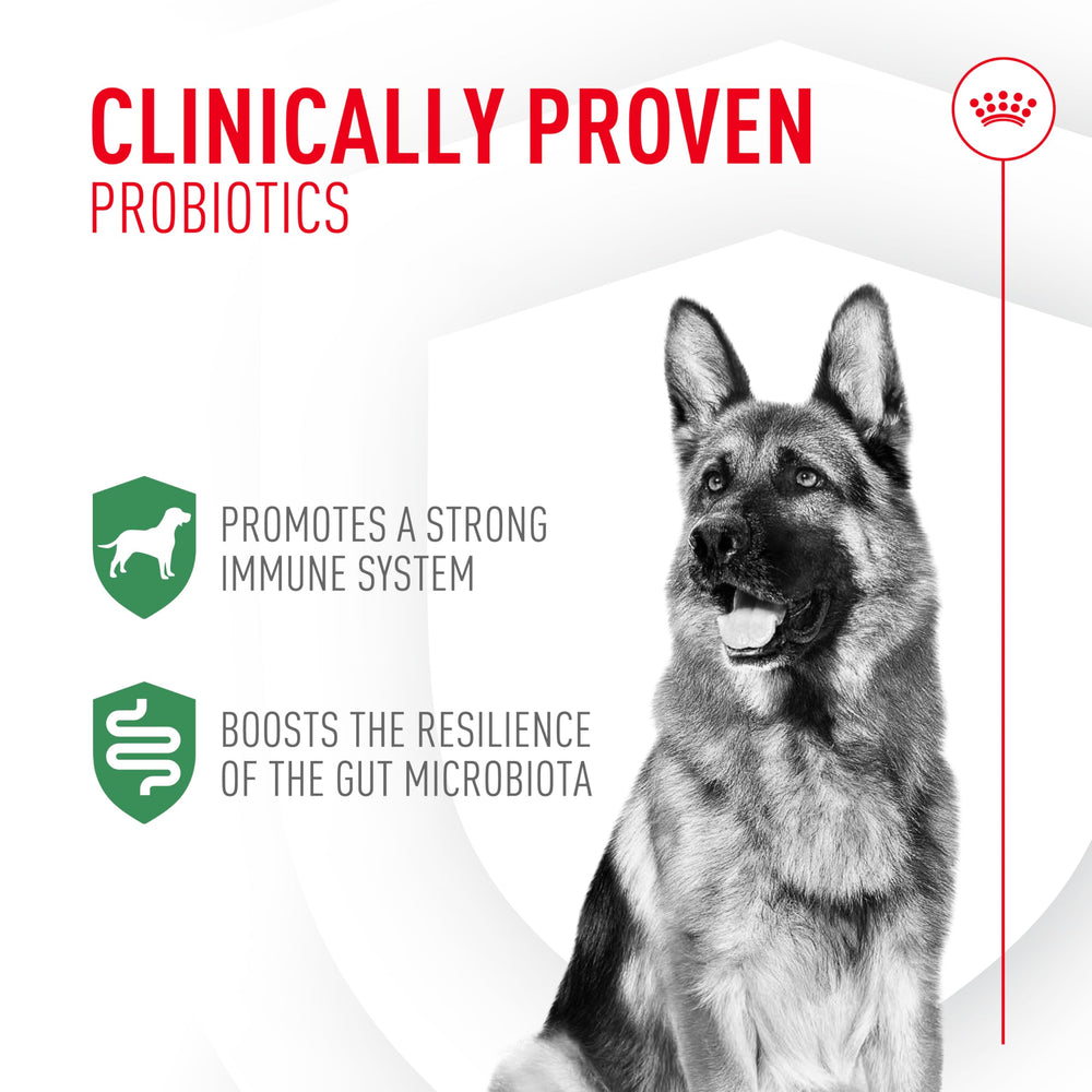 Probiotiques en sachet, facile à saupoudrer sur nourriture pour chien.