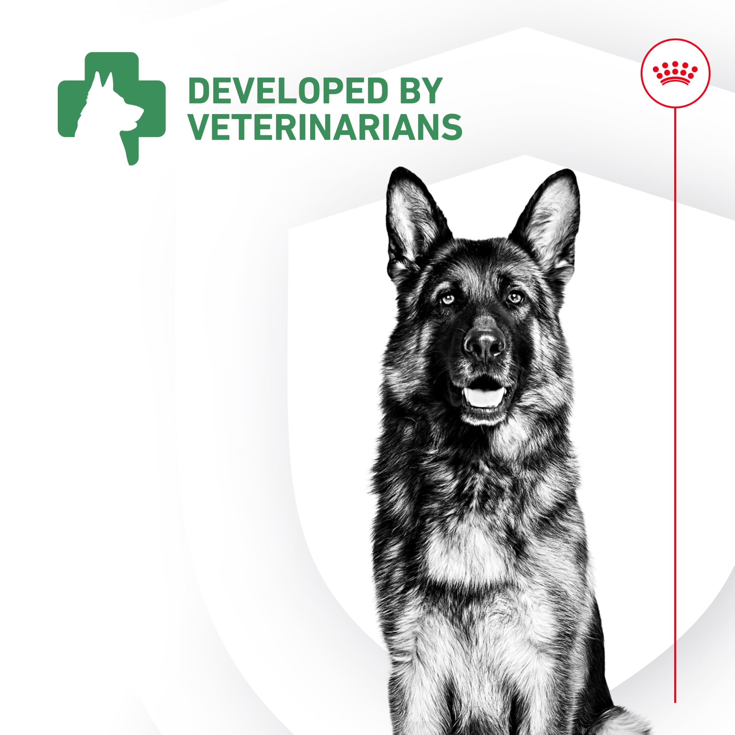Soutien digestif et immunitaire potentiel chez le chien.