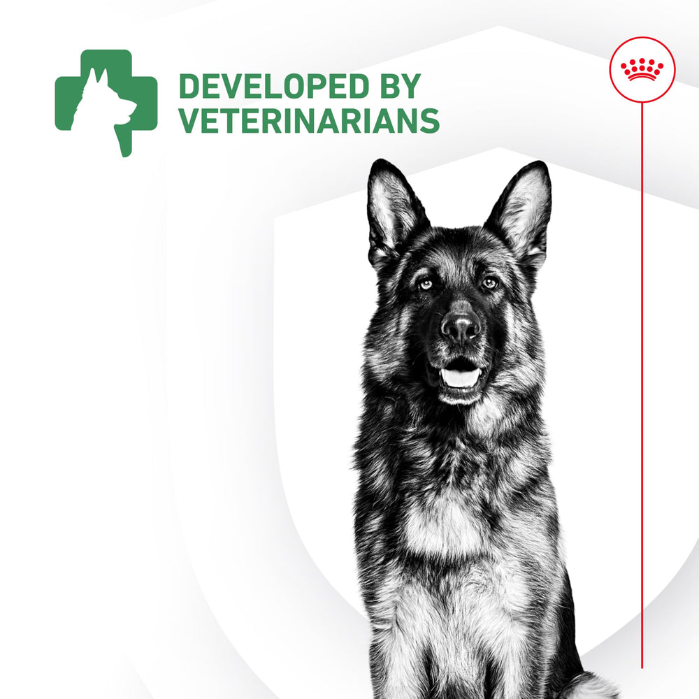 Soutien digestif et immunitaire potentiel chez le chien.