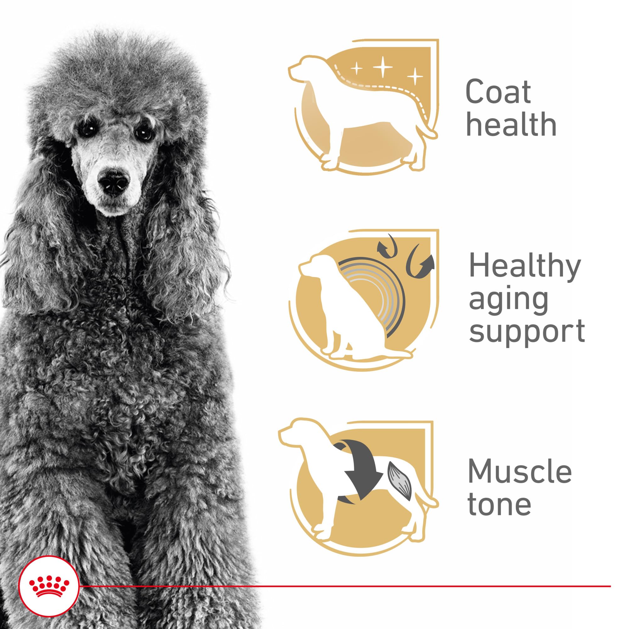 Protéines précises de Royal Canin soutenant les muscles du Caniche adulte.