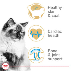 ROYAL CANIN RAGDOLL croquettes pyramidales facilitant la mastication
