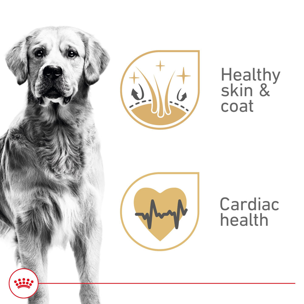 Royal Canin retriever dore texture paté douce pour grands chiens.