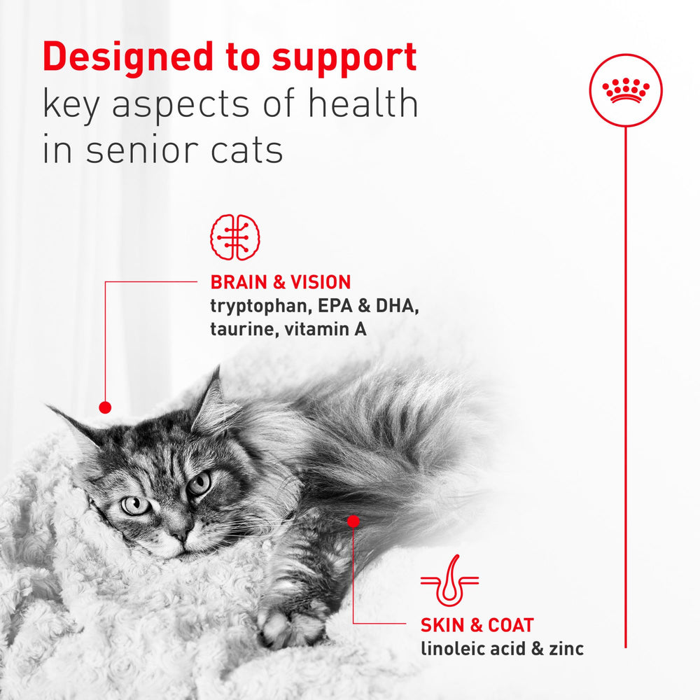 ROYAL CANIN Aîné 11+ – format 3oz en boîtes pratiques pour seniors.
