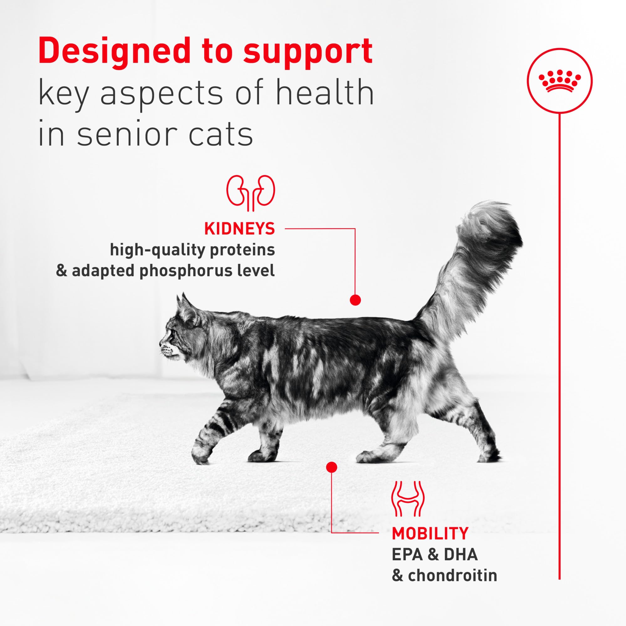 ROYAL CANIN Aîné 11+ – texture facile à mâcher pour repas quotidien.