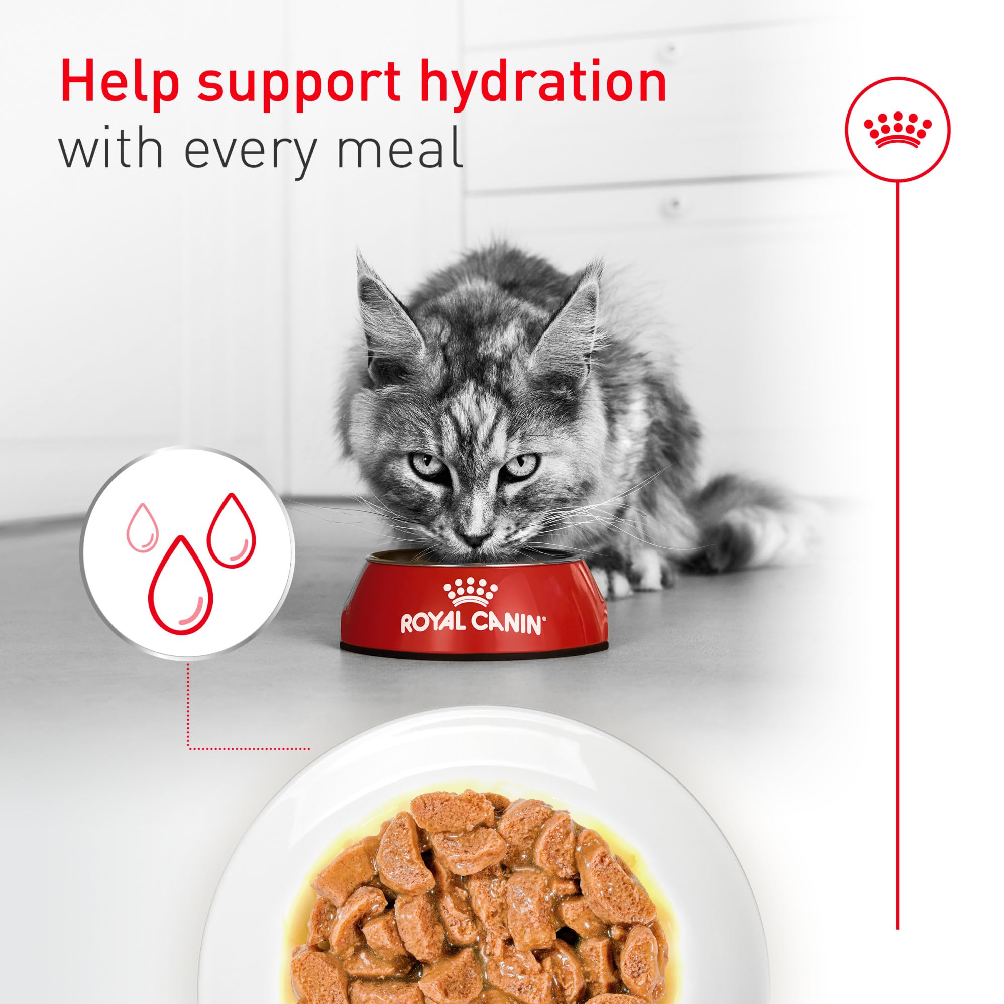ROYAL CANIN Aîné 11+ – prébiotiques et protéines digestibles soutiennent la digestion.