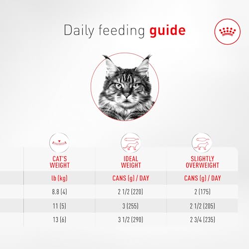 ROYAL CANIN Aîné 11+ – Complexe HealthyAge7 pour une vitalité potentielle.