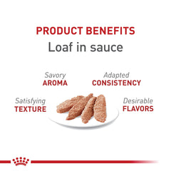 Assiette servie ROYAL CANIN Santé féline Instinctif en sauce, plaisir et satisfaction.