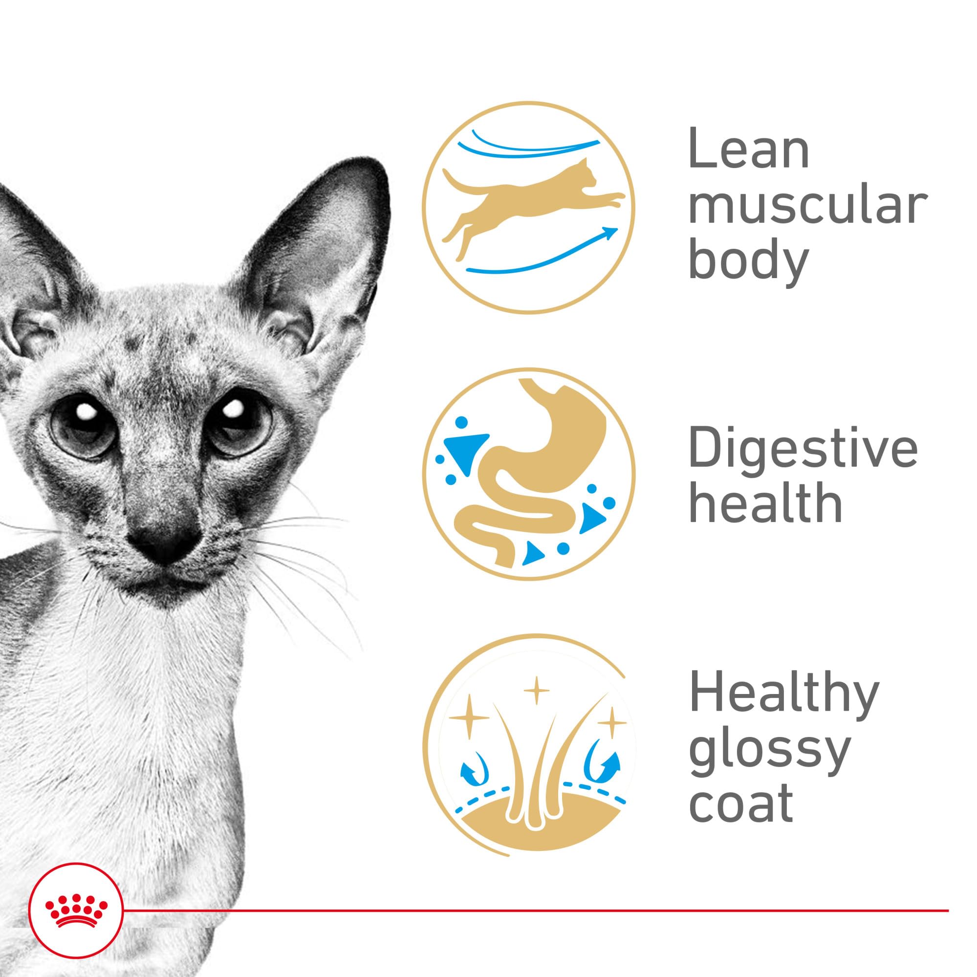 Royal Canin Siamese: protéines digestibles pour soutenir une digestion équilibrée et confortable.