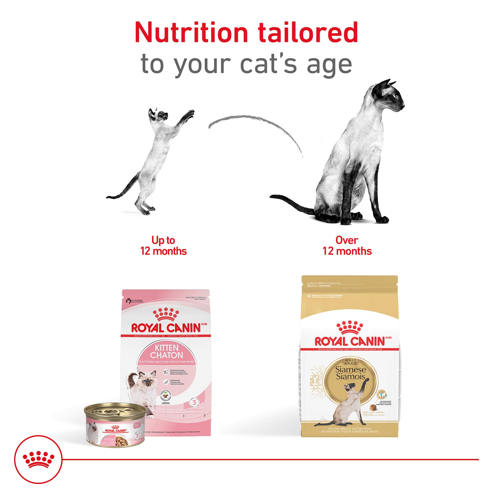 Royal Canin Siamese: silhouette élancée et musculature soutenue par un équilibre protéines et graisses.