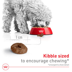Chien senior de petite taille dégustant des croquettes adoucies avec eau.