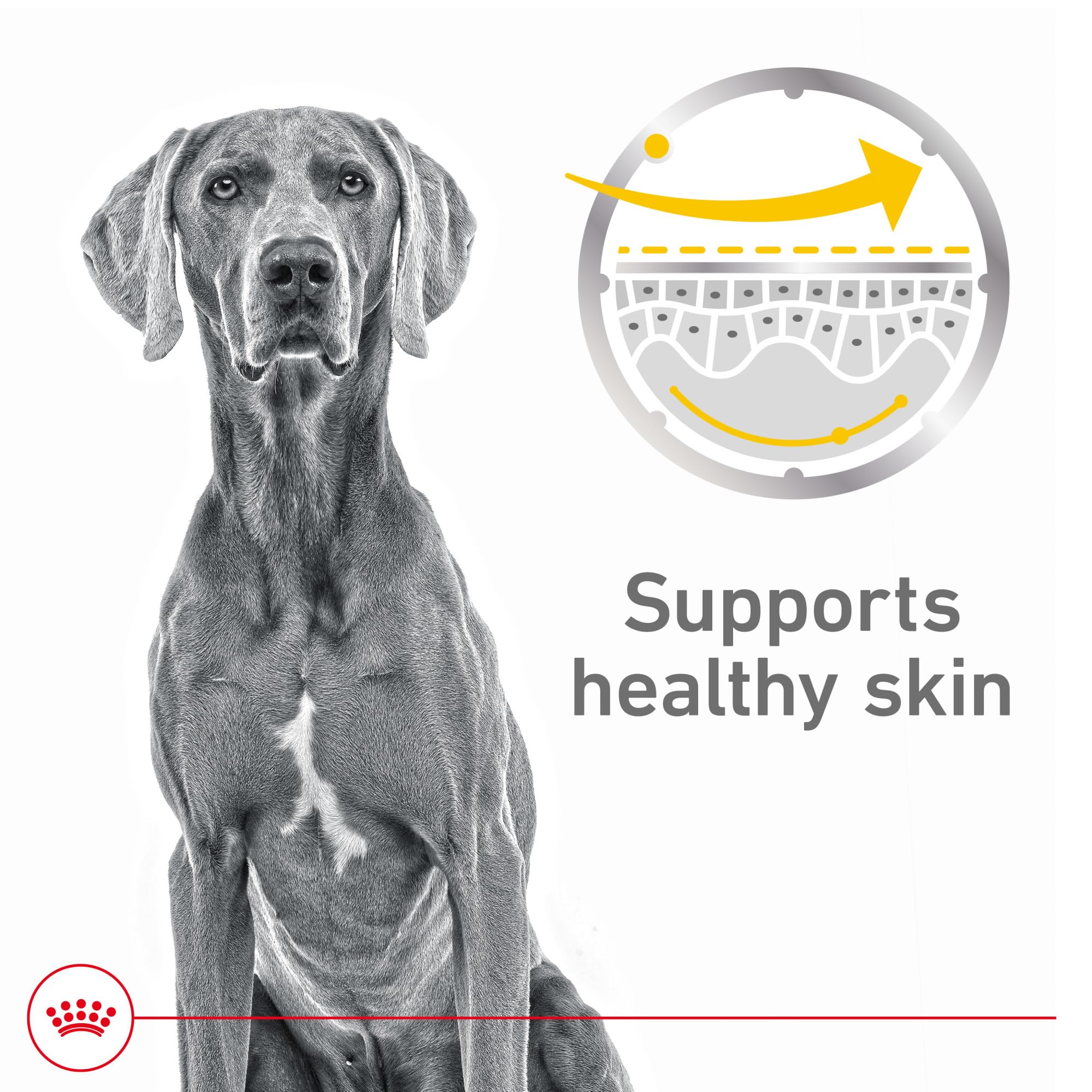 Royal Canin Soin Peau Sensible terrine dans sa sauce, portion idéale pour repas.