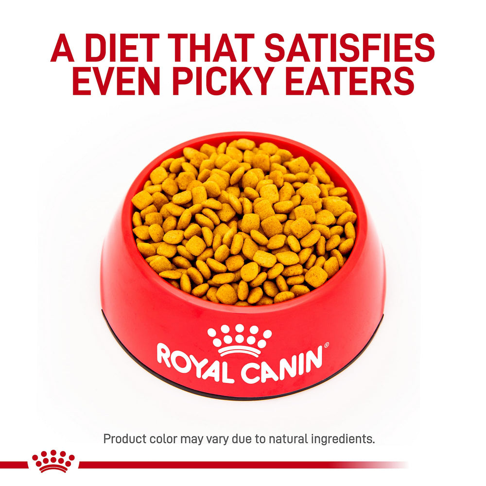 Croquettes Royal Canin Urinary SO – régime modéré, contrôle du poids.