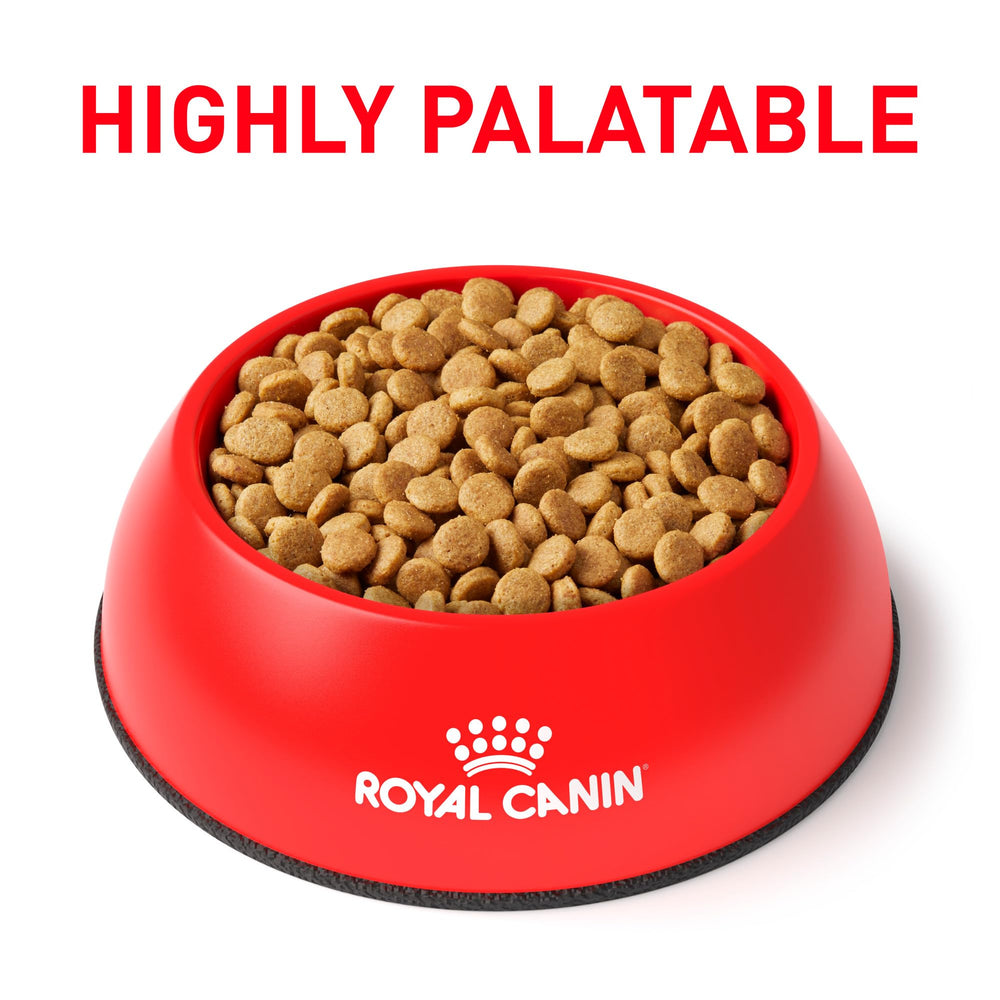 Royal Canin Urinary SO – croquettes petite taille favorisant l’alimentation et le confort.