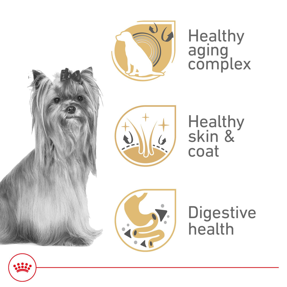 Royal Canin Yorkshire Terrier 8+ bol d'alimentation prêt à servir.