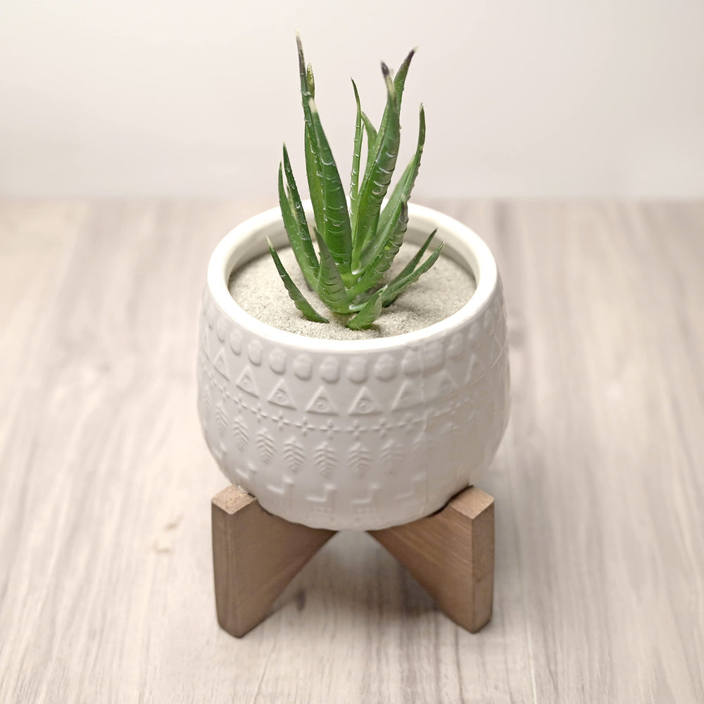 Royal Ram sable vert naturel pour aquarium et terrarium, ambiance naturelle