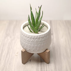 Royal Ram sable vert naturel pour aquarium et terrarium, ambiance naturelle