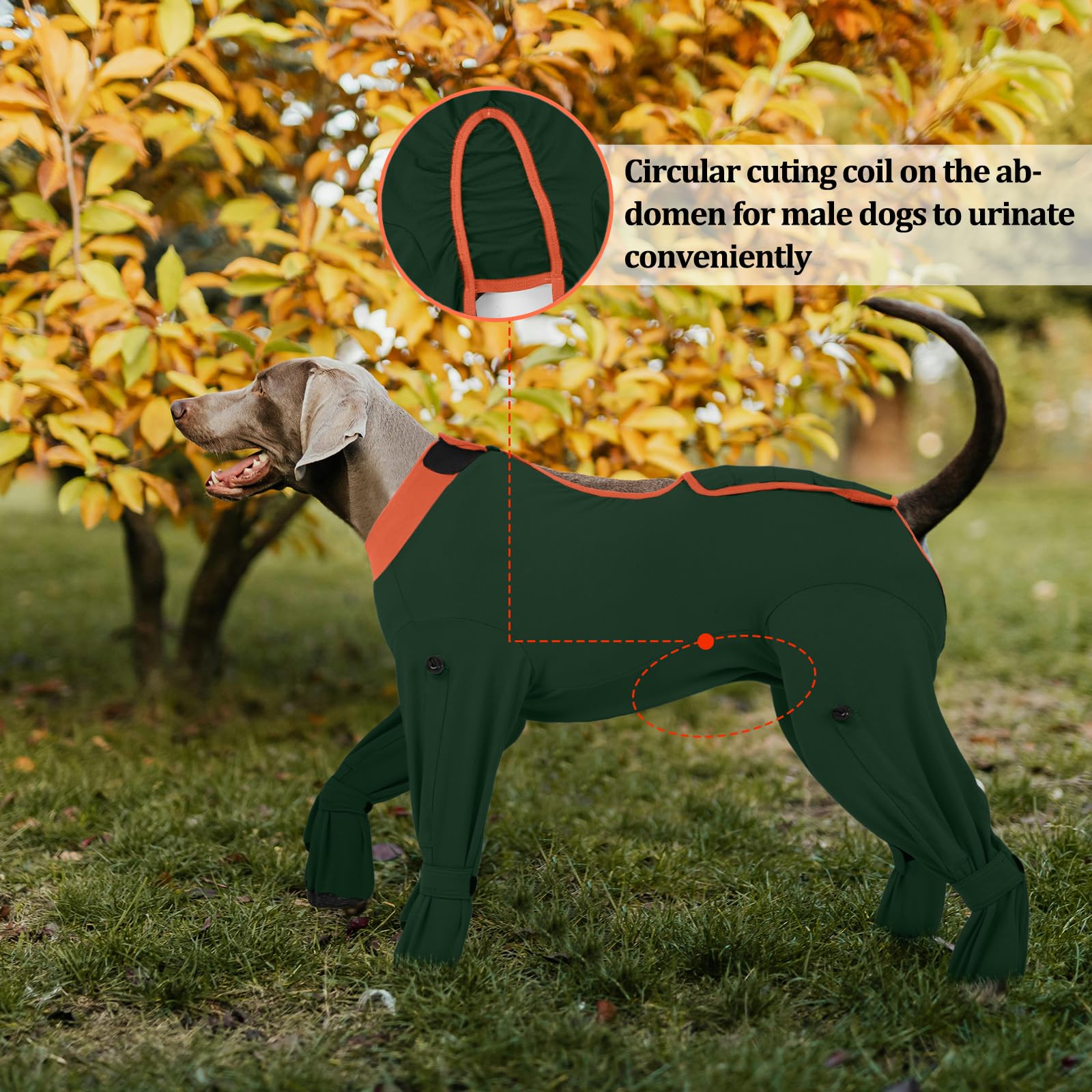 ROZKITCH alternative au cône de protection traditionnel pour chien