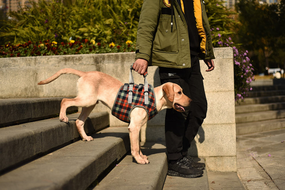 ROZKITCH construction durable – robuste et fiable pour chiens actifs.