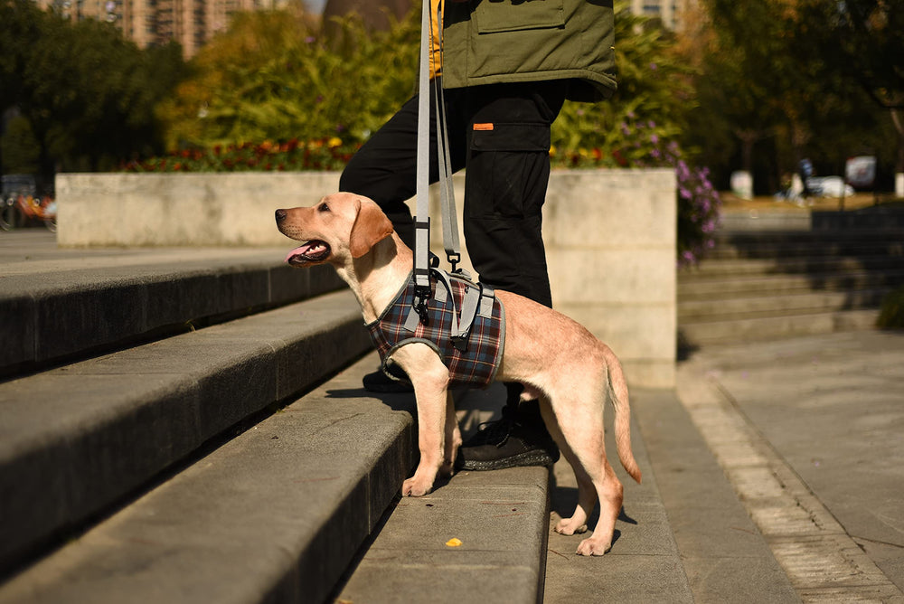 Harnais ROZKITCH reglages durables chien stabilité accrue et longévité
