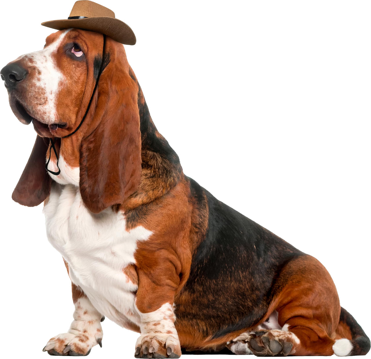 Chapeau Cowboy Rubies pour animaux sur chien et chat, prêt pour les fêtes.