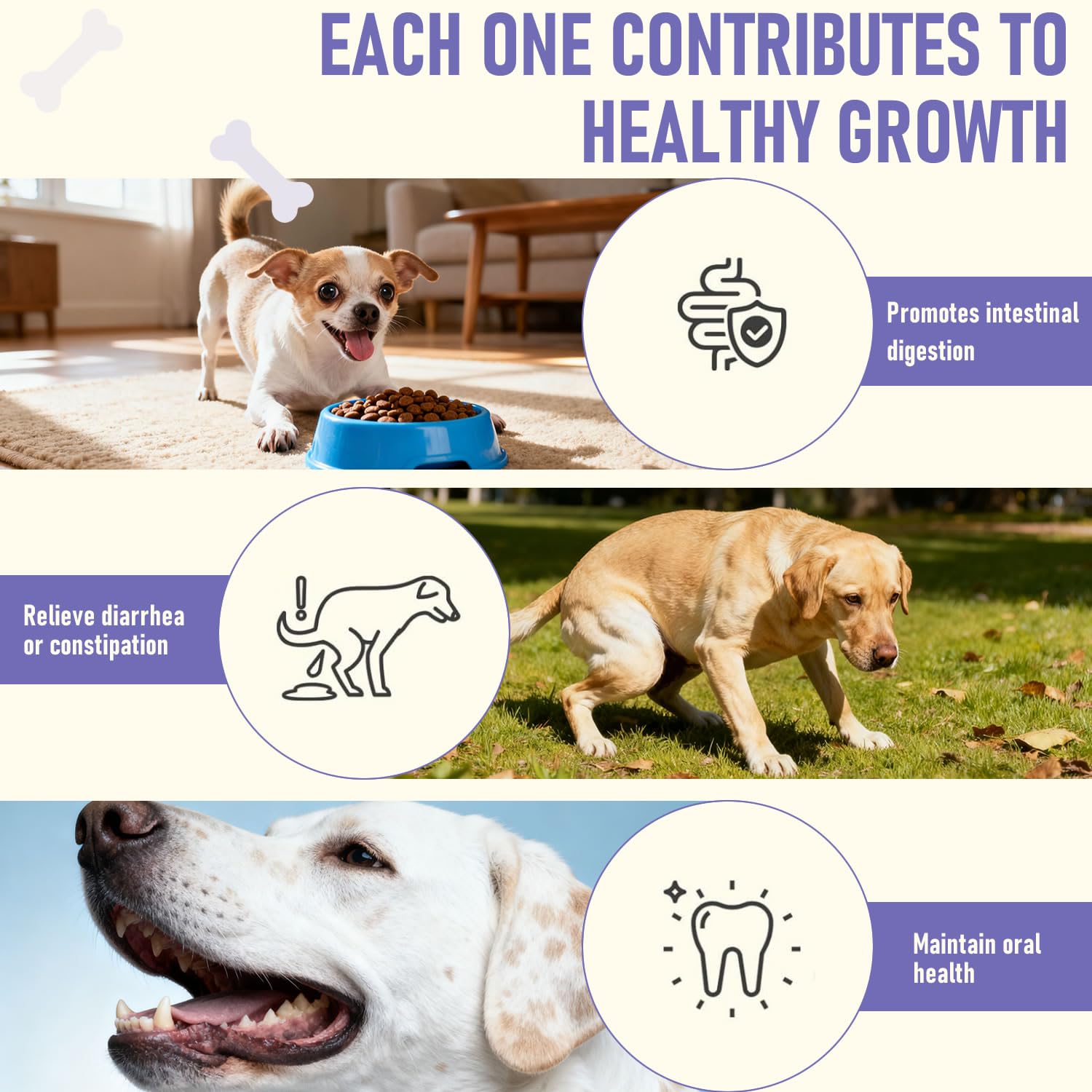Rudiccs Probiotiques chien – 8 souches et prébiotiques : formulation complète pour l'immunité.