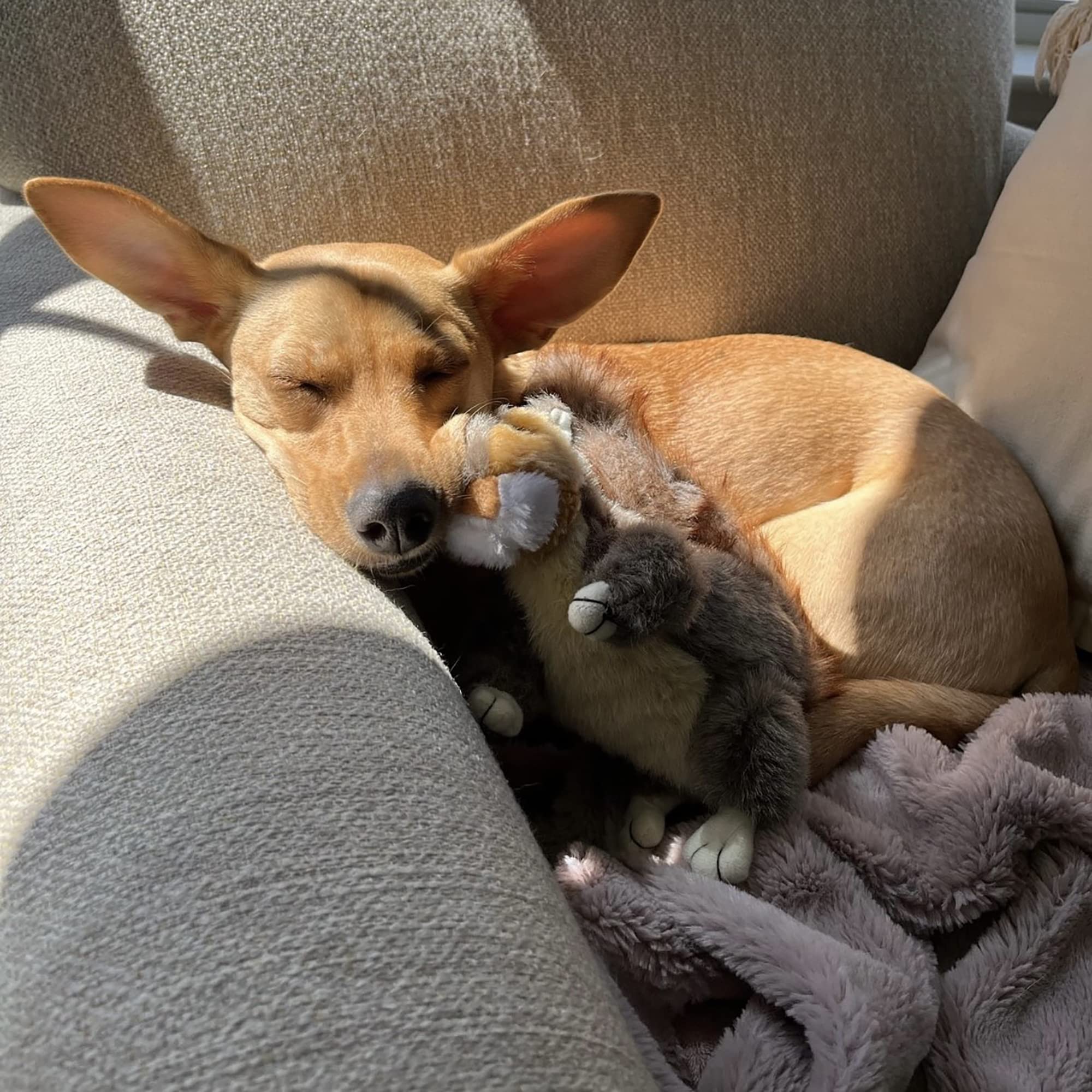 Ruffin' It Écureuil peluche durable — conçu pour durer pendant le jeu