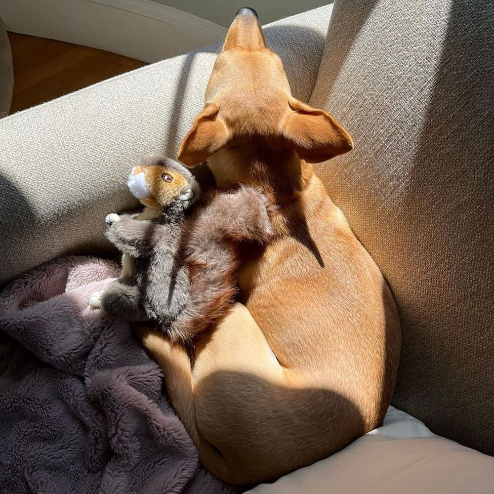 Ruffin' It Écureuil peluche tailles diverses — s’adapte à tous les chiens