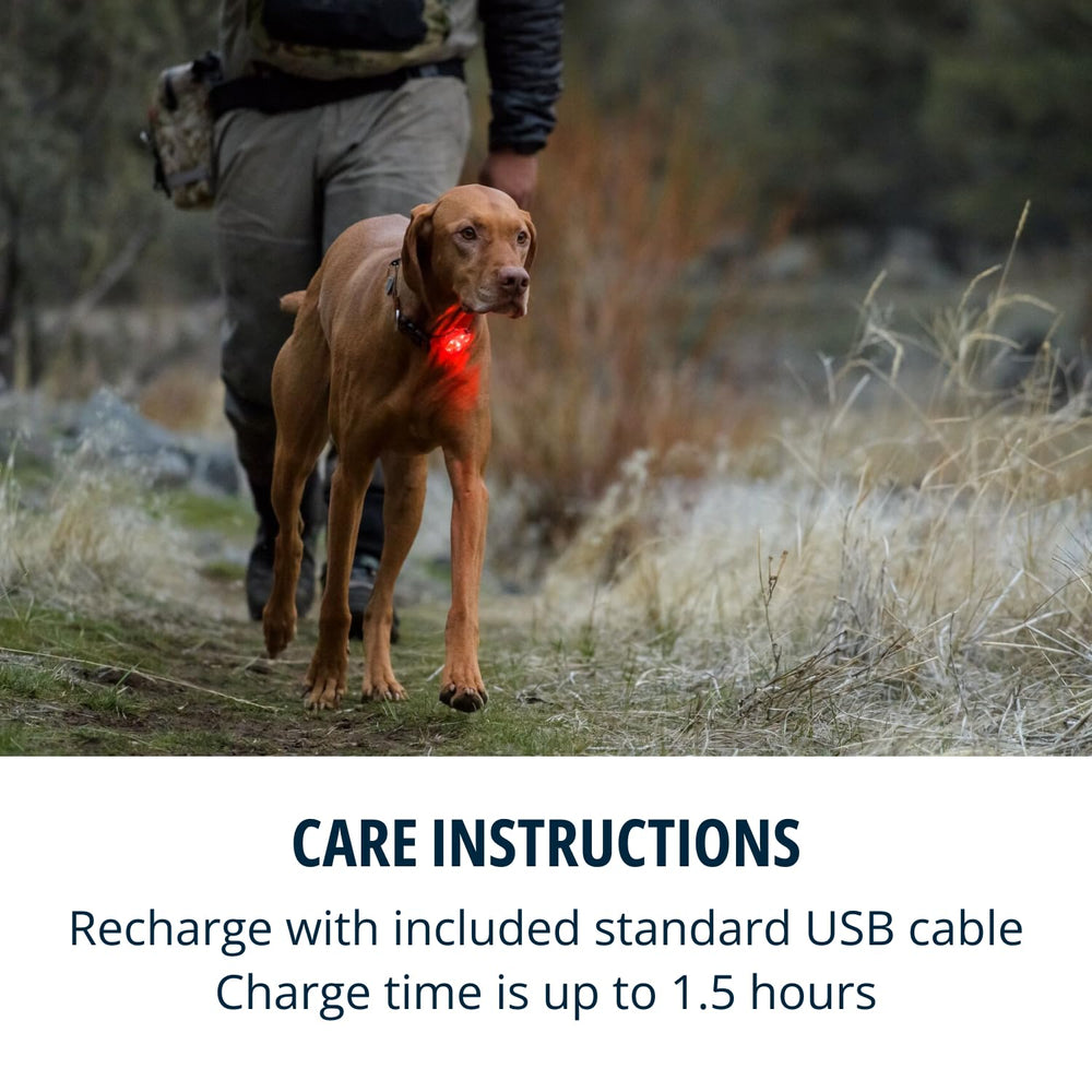 Beacon Ruffwear sous la pluie, reste étanche et fiable.