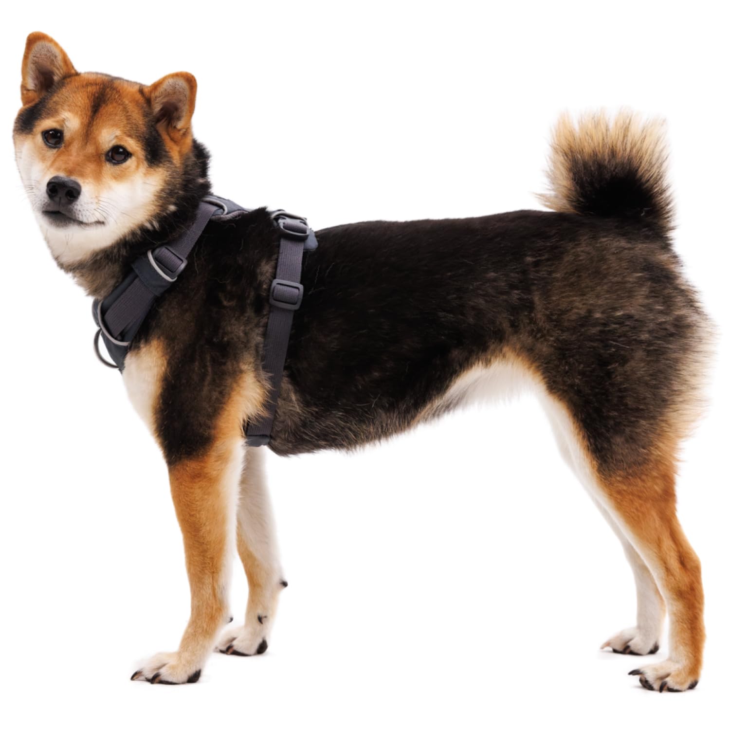 Harnais Ruffwear Front Range bande réfléchissante pour une visibilité accrue.