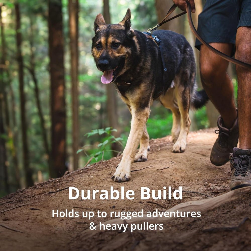 Ruffwear Front Range porté lors d'une promenade quotidienne pour le confort.