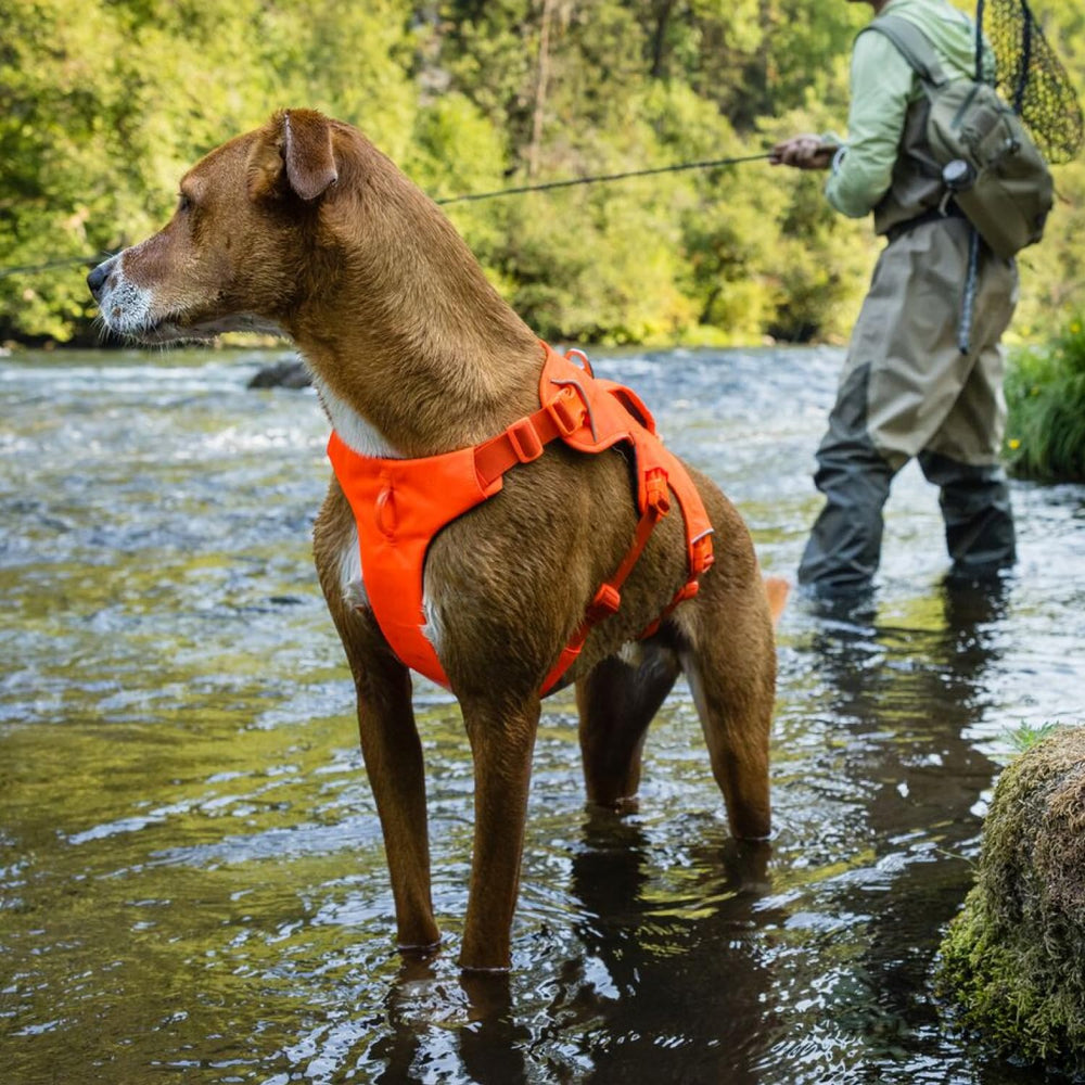 Harnais Ruffwear Web Master matériaux durables et respirants avec réflectivité.