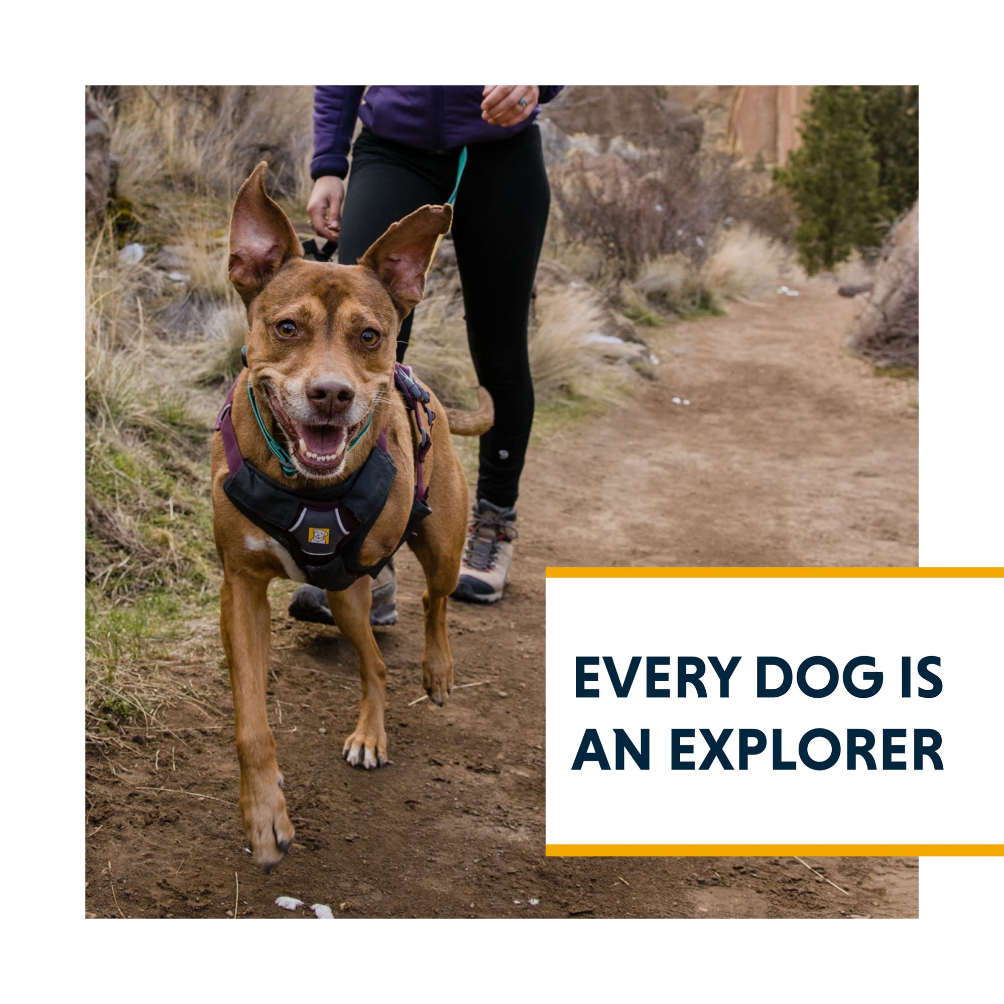 Harnais Ruffwear Web Master confort quotidien pour chiens actifs.
