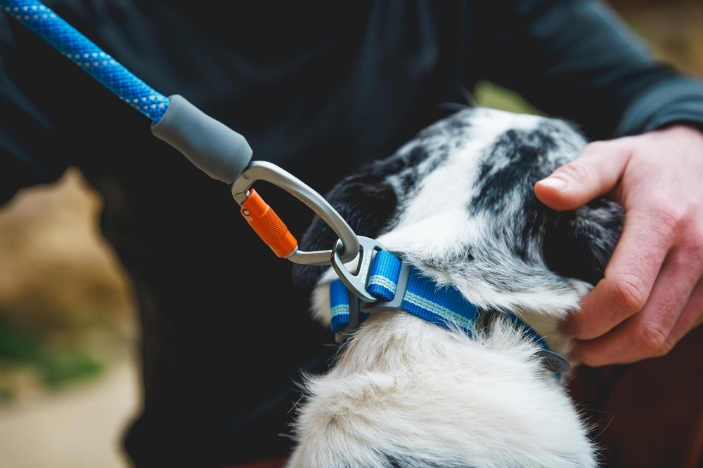 Ruffwear Knot‑a‑Leash mousqueton pivotant évite les torsions indésirables.
