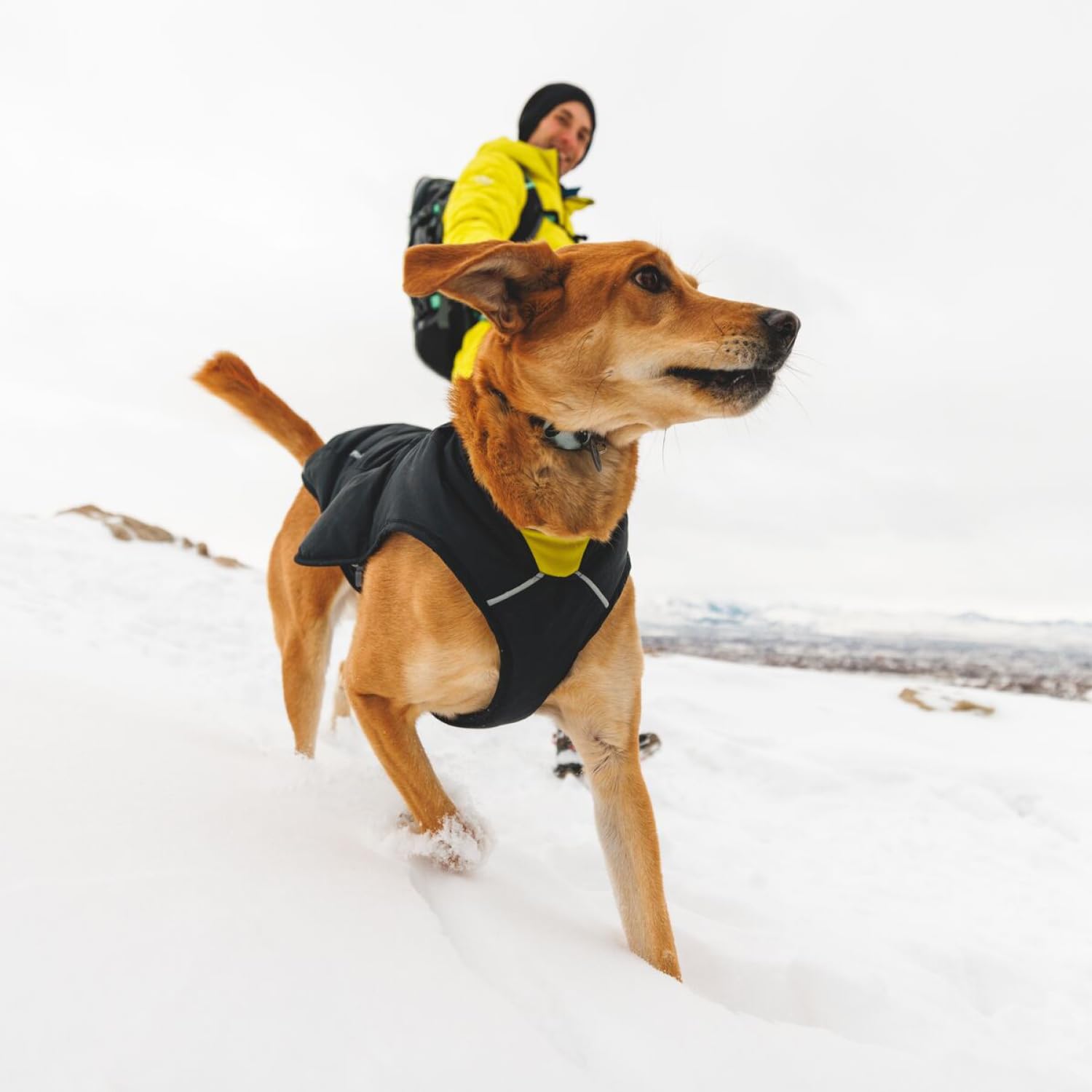 Ruffwear Quinzee, coquille imperméable et extérieur durable, jour et nuit.