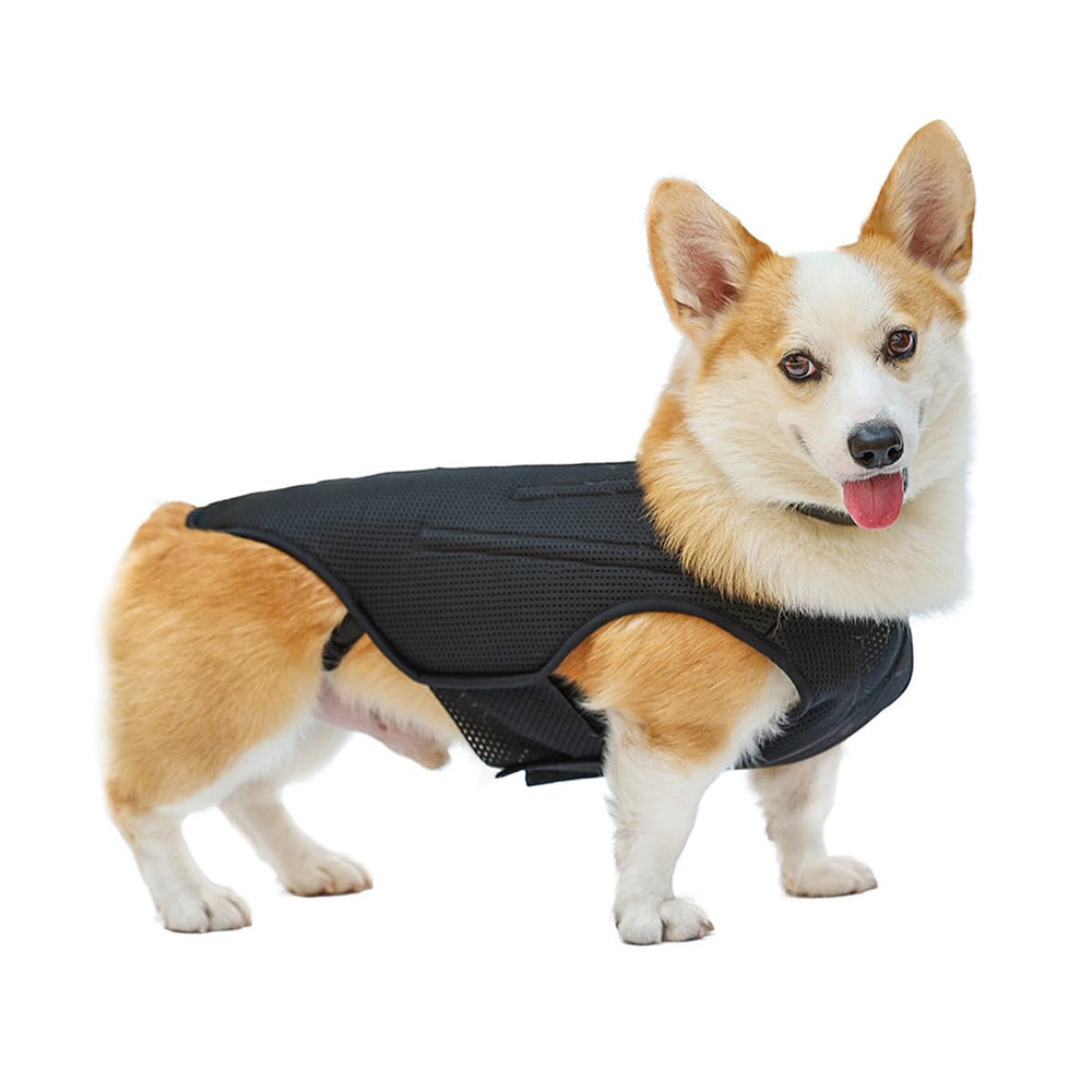 RUIFAR orthèse dos chien IVDD — guide tailles, ajustement précis pour chaque chien.