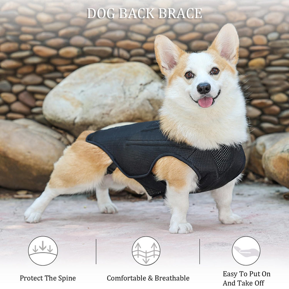 RUIFAR orthèse dos chien IVDD — usage quotidien, facile à mettre et à enlever.