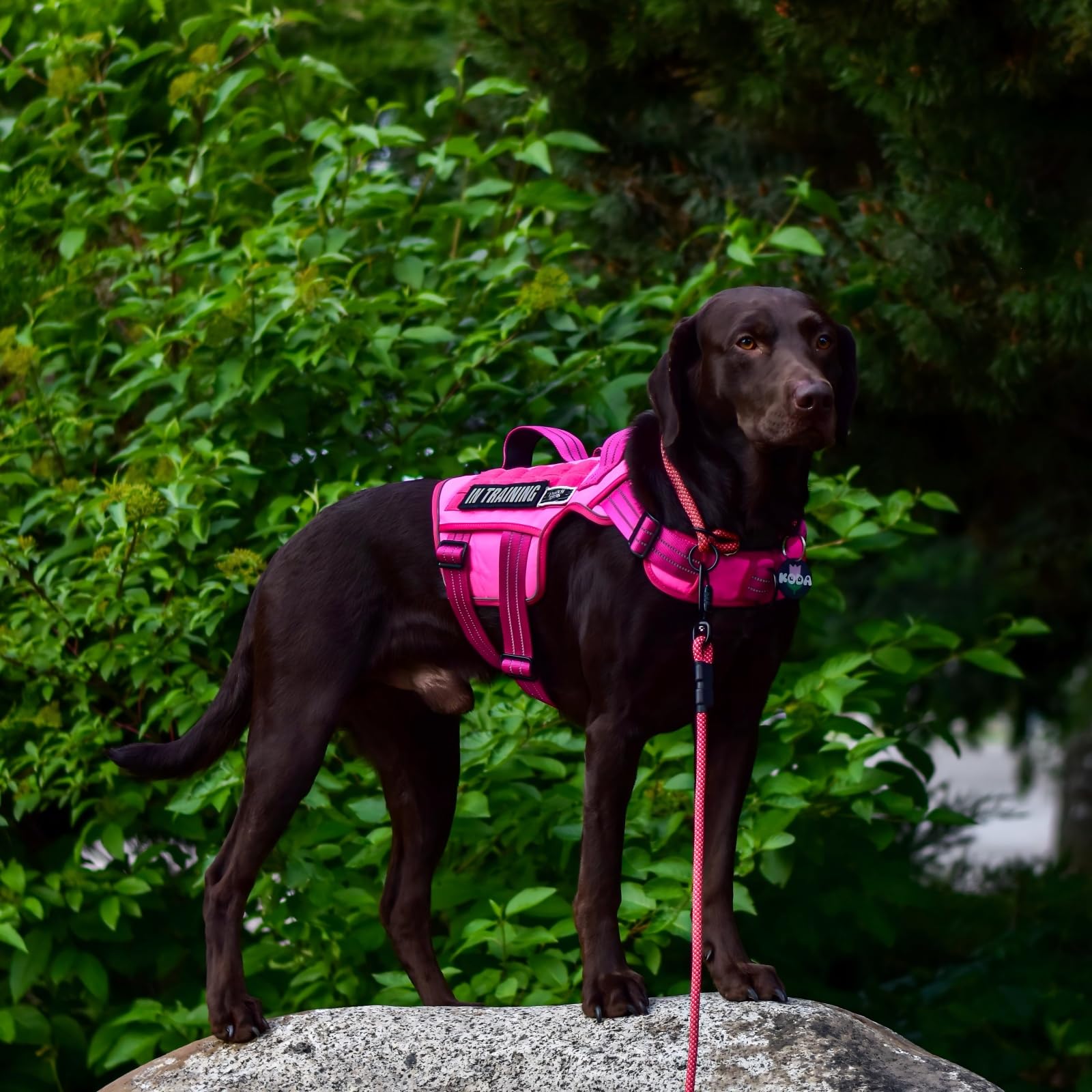 RunFido harnais sans tirage — contrôle frontal efficace pendant l entraînement