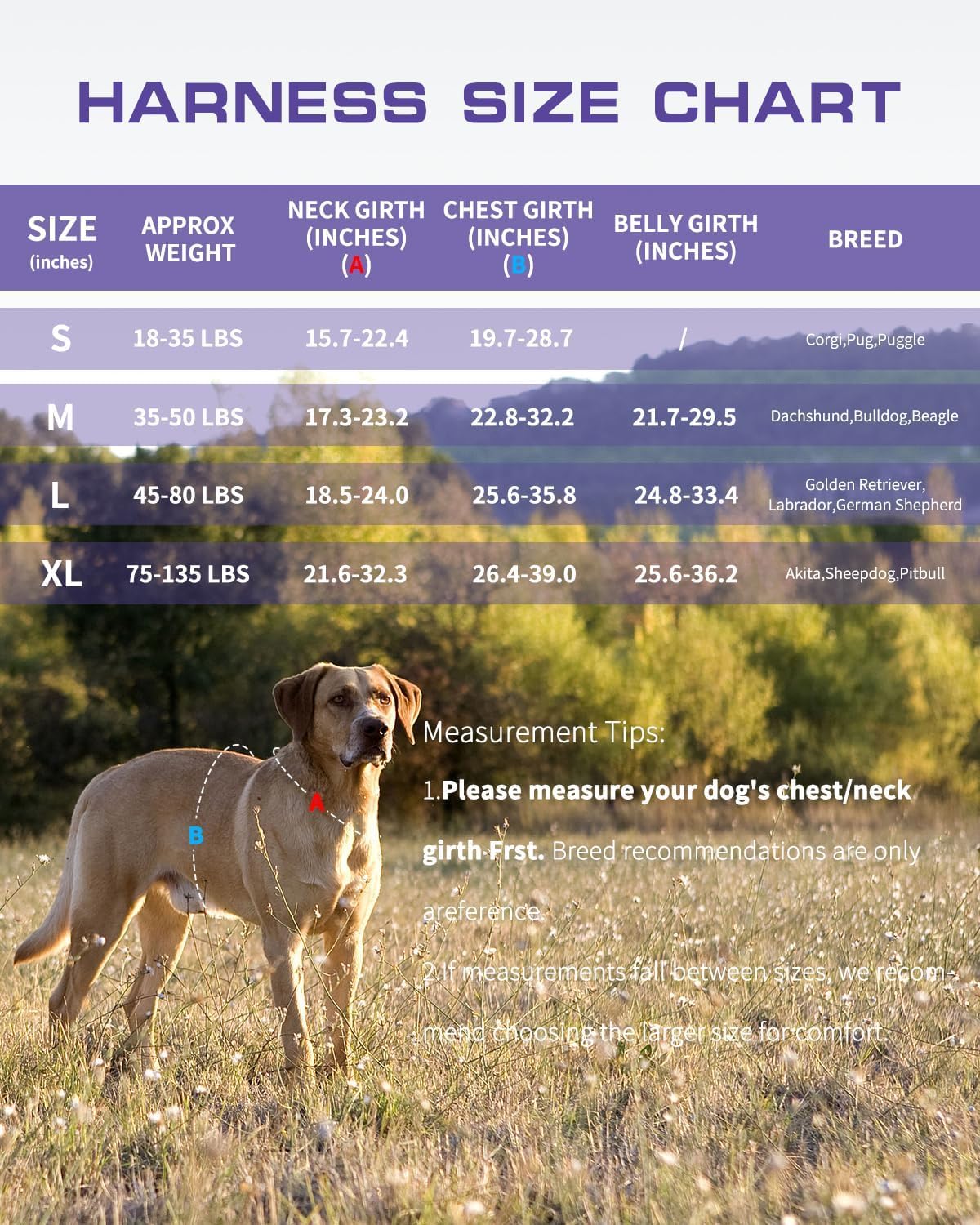 Tailles variées RunFido du Petit au Très Grand pour divers chiens.