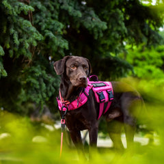 Harnais RunFido: matériaux durables pour résister aux fortes tractions.