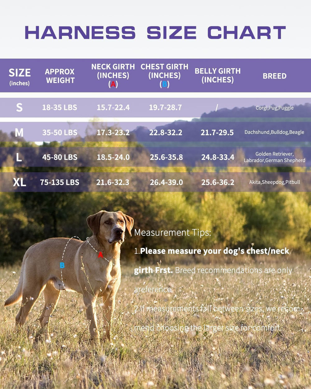 Réflecteurs RunFido assurent visibilité lors des sorties nocturnes.