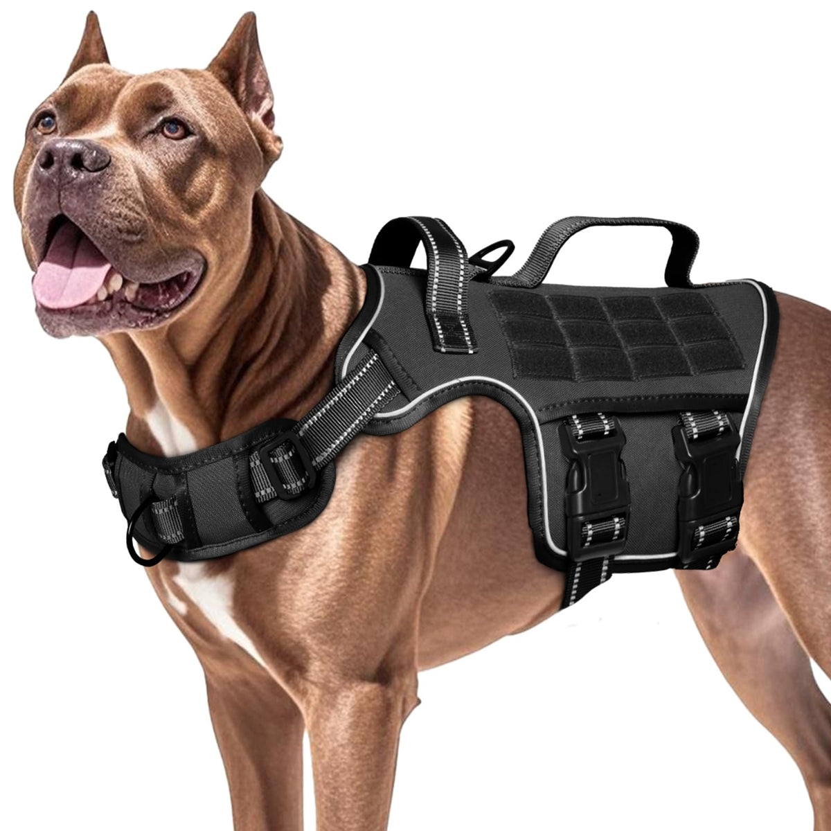 Harnais RunFido pour chien lourd avec système Molle et accessoires.