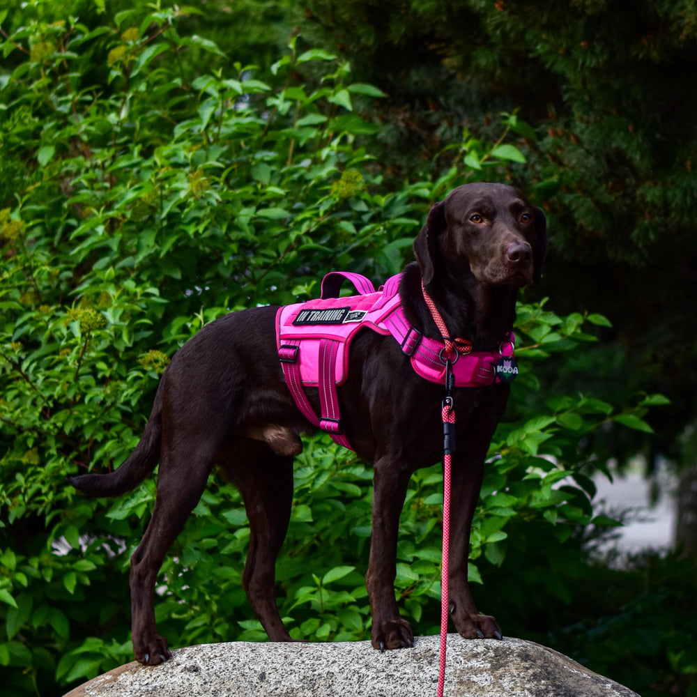 RunFido harnais tactique pour chien moyen — poignée arrière pour marche détendue