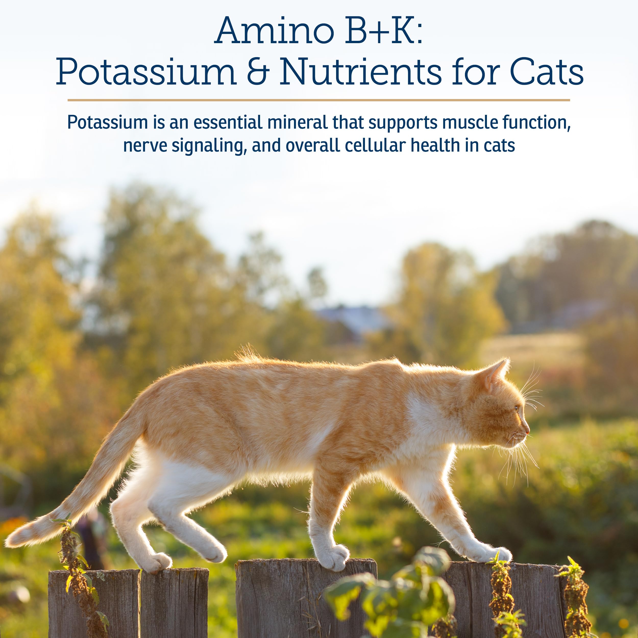 Rx Vitamins Amino B+K – pipette pour dosage précis chez les chats.