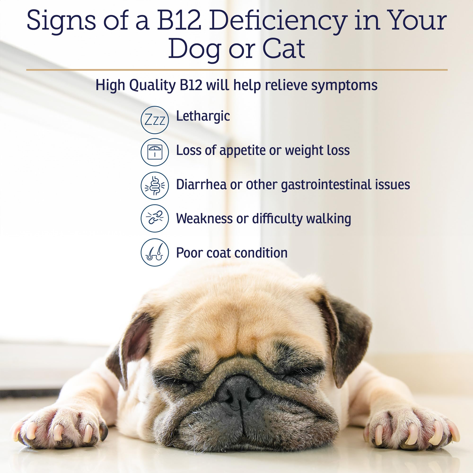 Rx Vitamins B12 pour chats – énergie accrue pour les seniors actifs.