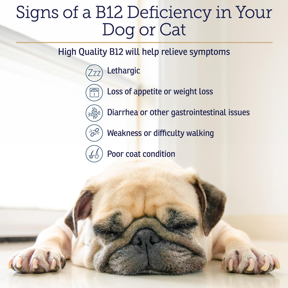 Rx Vitamins B12 pour chats – énergie accrue pour les seniors actifs.
