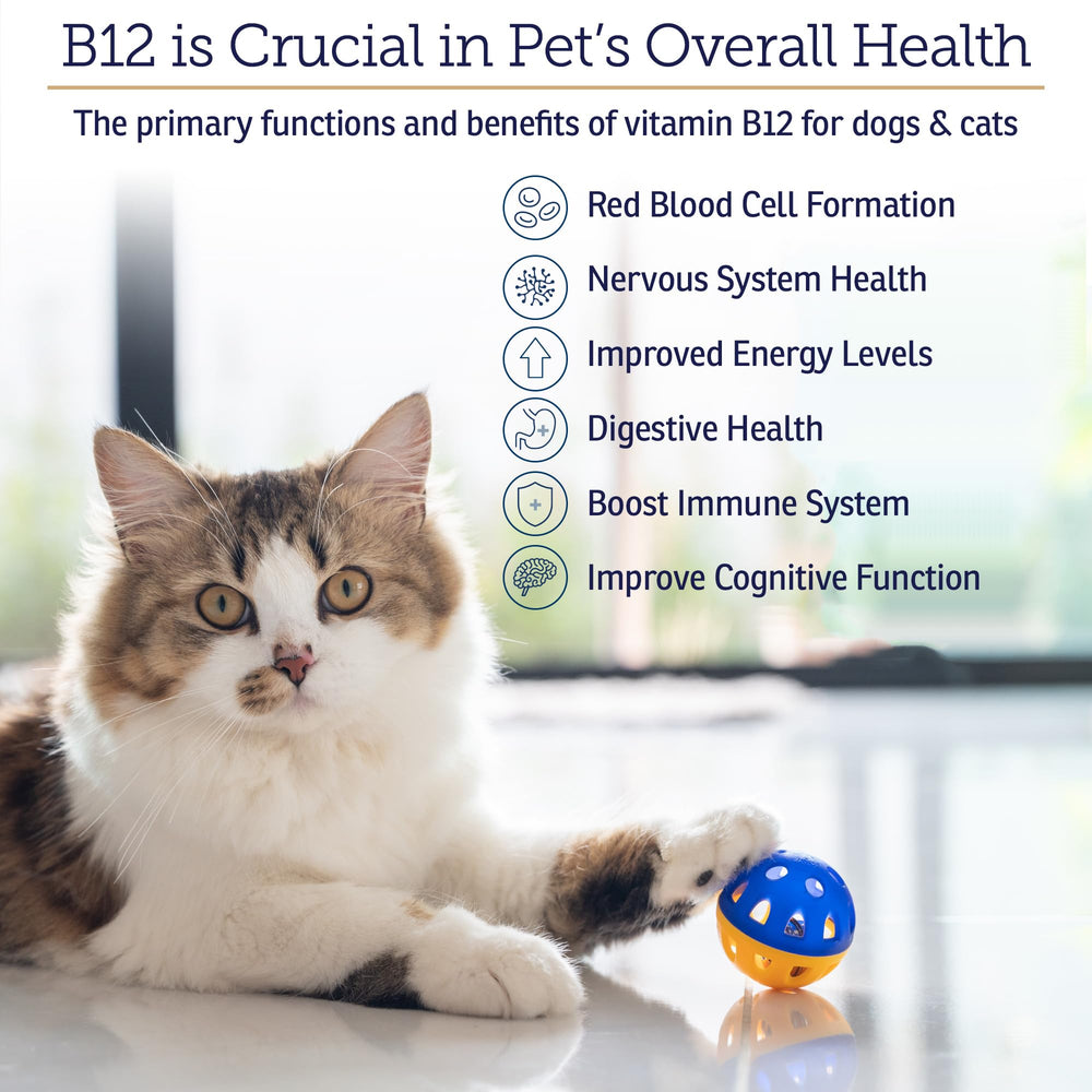 Rx Vitamins B12 pour chats – soutien du système nerveux et clarté cognitive.