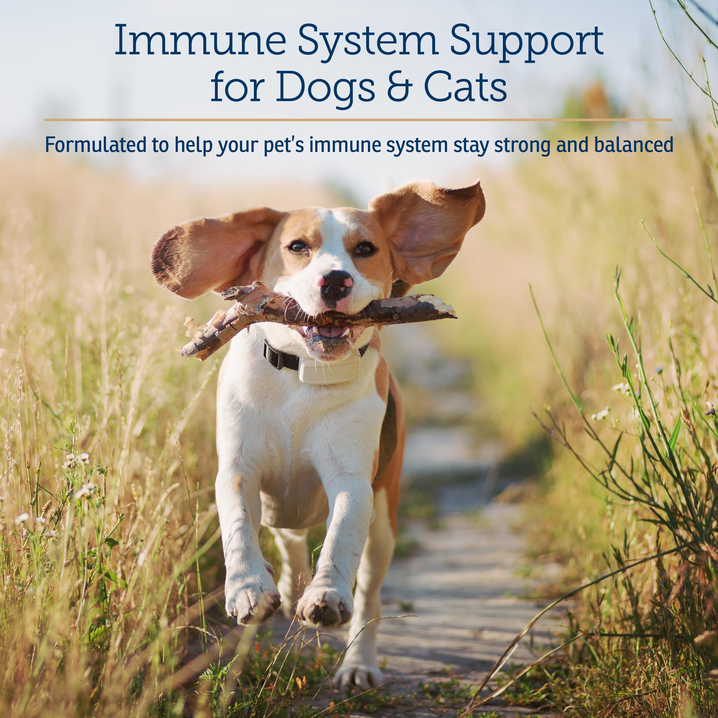 Rx Vitamins CurcuWIN: comprimés masticables faciles à donner pour articulations chiens et chats.
