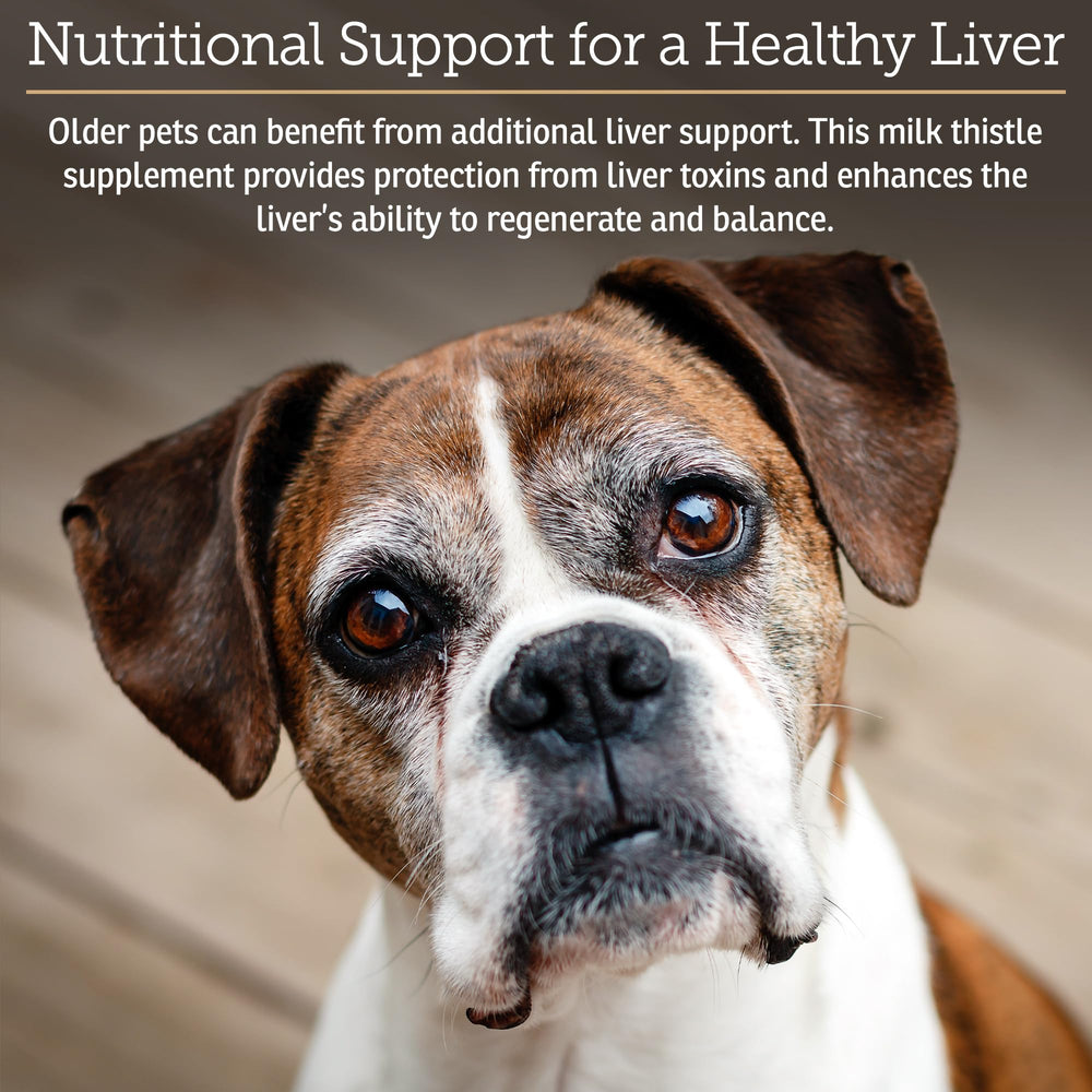 Rx Vitamins Hepato Support pour chat, étiquette visible, dosage facile.