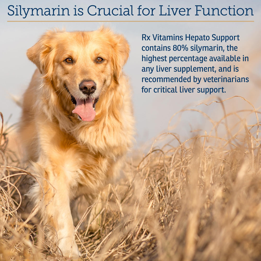 Rx Vitamins Hepato Support pour chien, étiquette visible, dosage facile au quotidien.