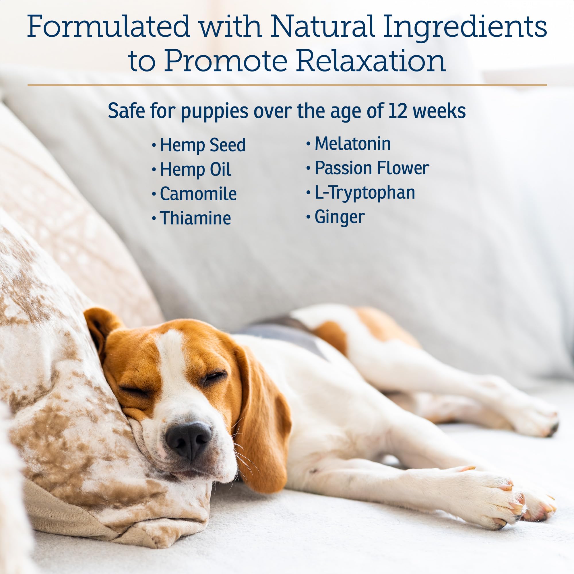 NutriCalm agit sans somnolence pour un chien plus détendu.